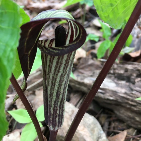 END STIGMAS DISEASE OF ADDICTION! - Picture 10 of 16